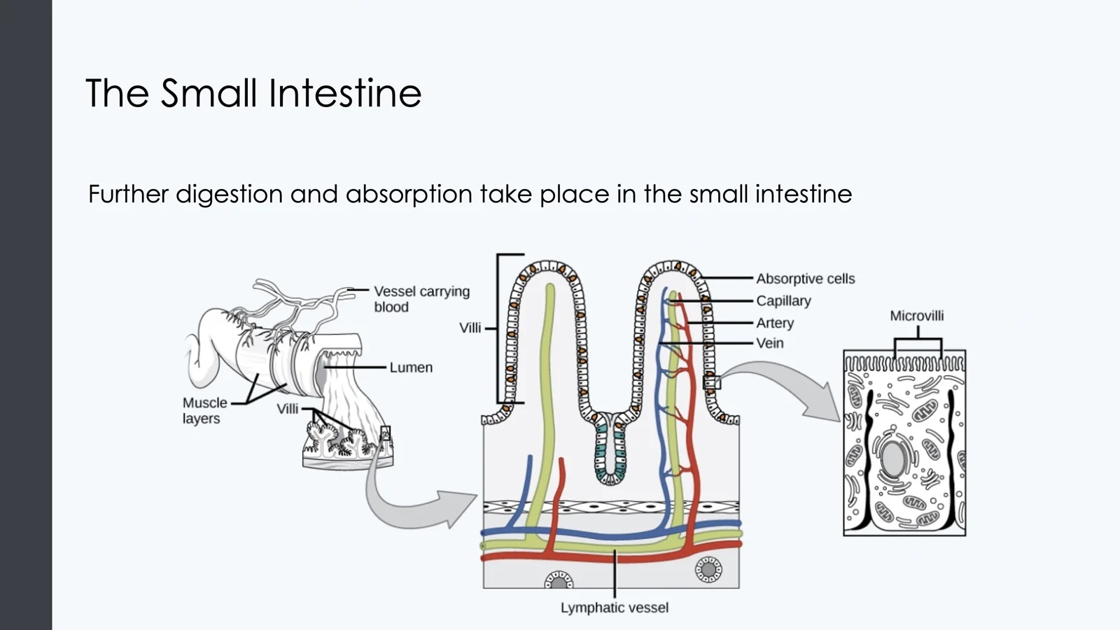 Lecture slide titled The Small Intestine, with a diagram of villi and microvilli