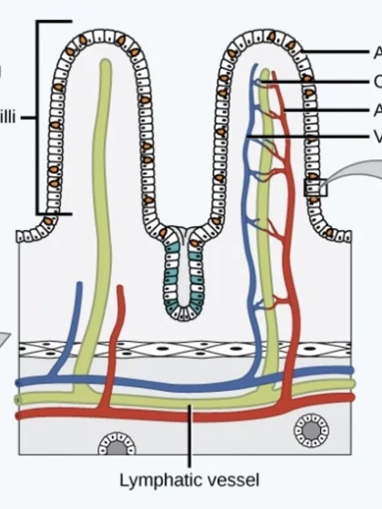 Diagram of intestinal villi with capillaries and a lymphatic vessel