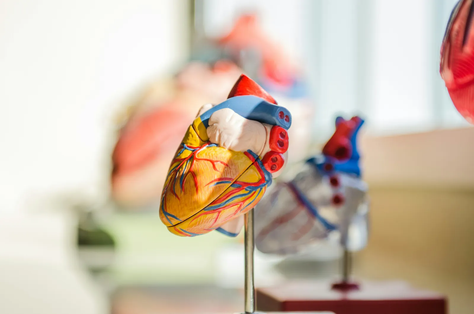 heart model in med school - how to study physiology