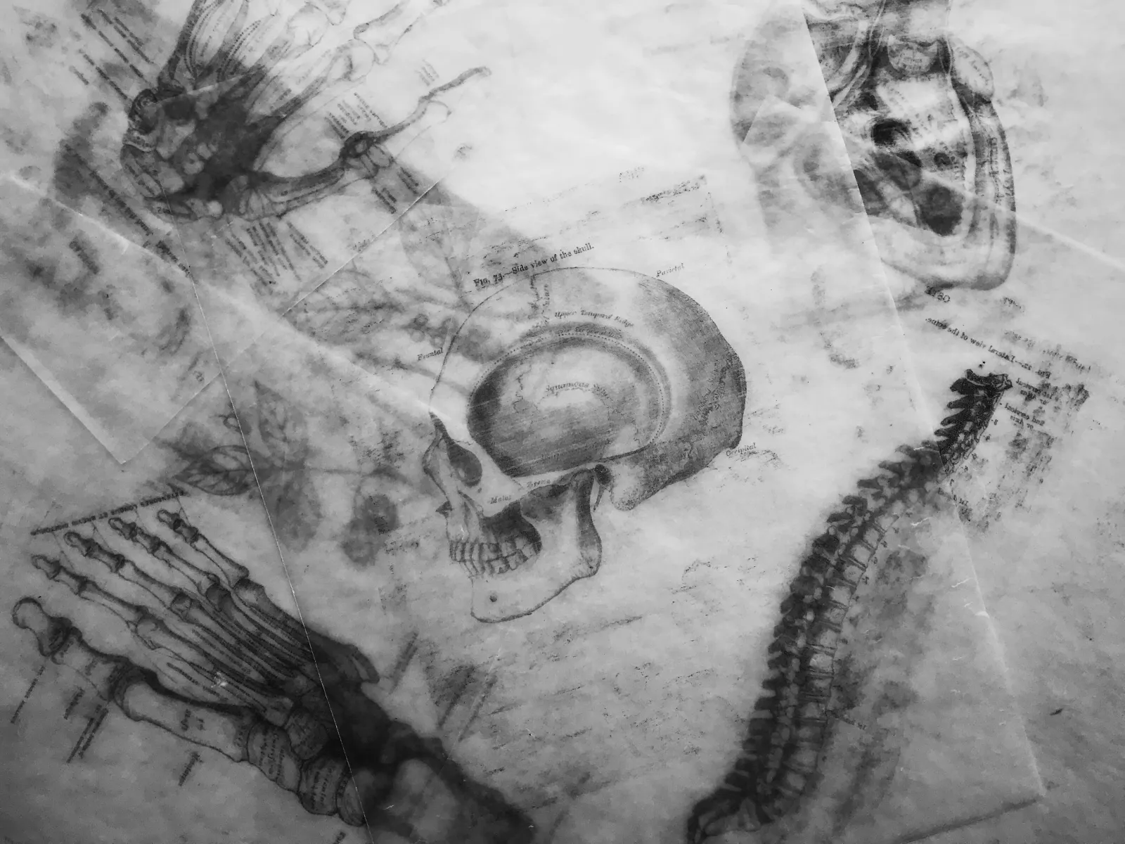 schizzi di scheletri - consigli di studio per anatomia e fisiologia